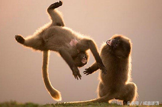 动物们都开始健身了好厉害的样子,这年头动物都开始健身了