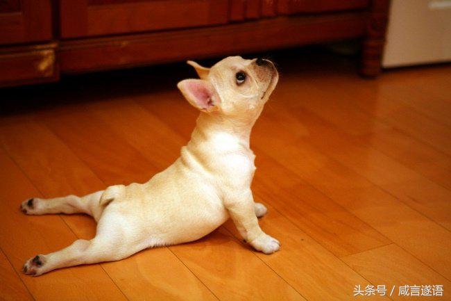 动物们都开始健身了好厉害的样子,这年头动物都开始健身了