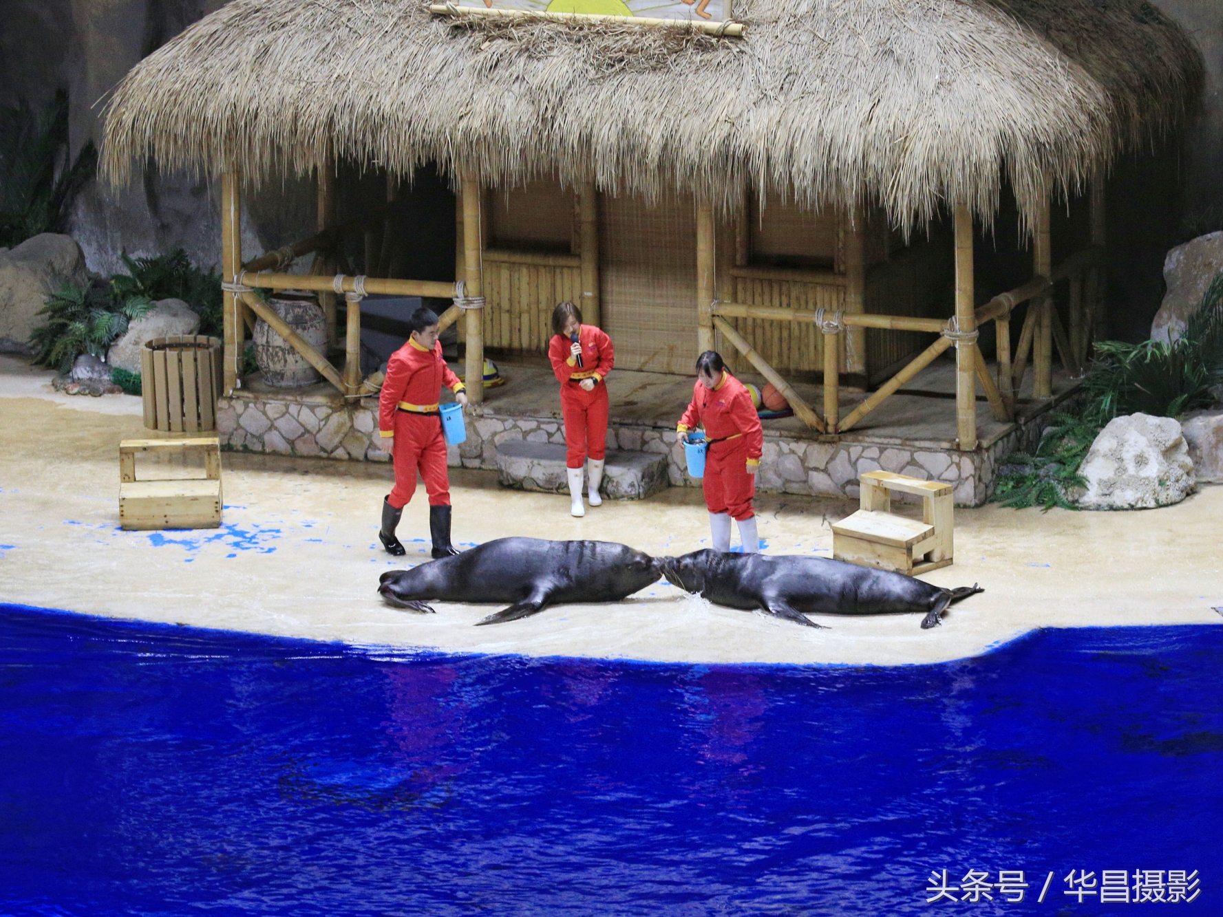 北京海洋馆海豚,北京海洋馆海豚表演时间表