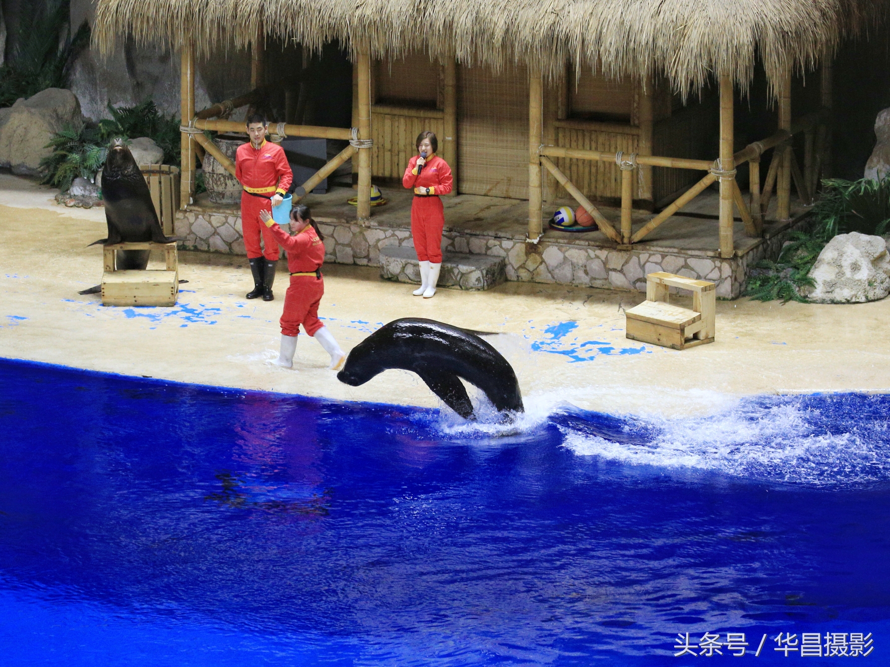 北京海洋馆海豚,北京海洋馆海豚表演时间表