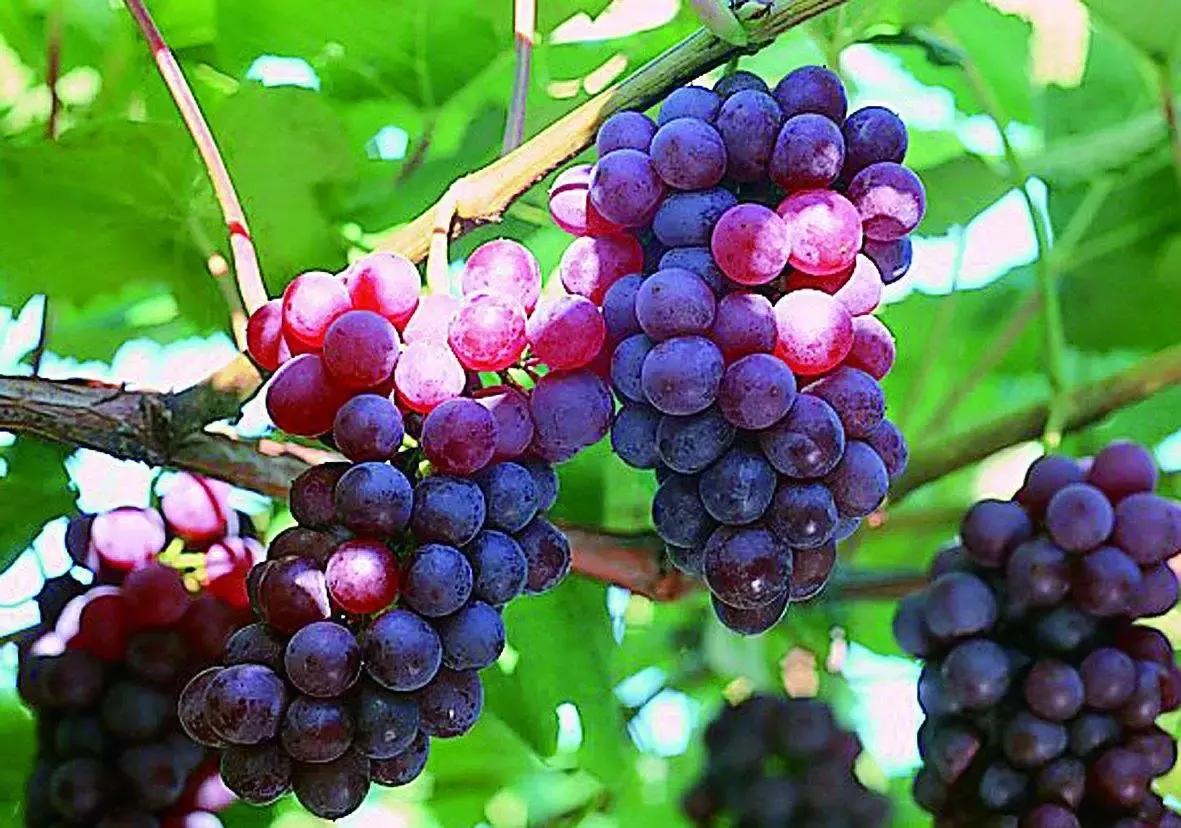 浙江采摘瓜果亲子游方案,金华采摘游最强攻略