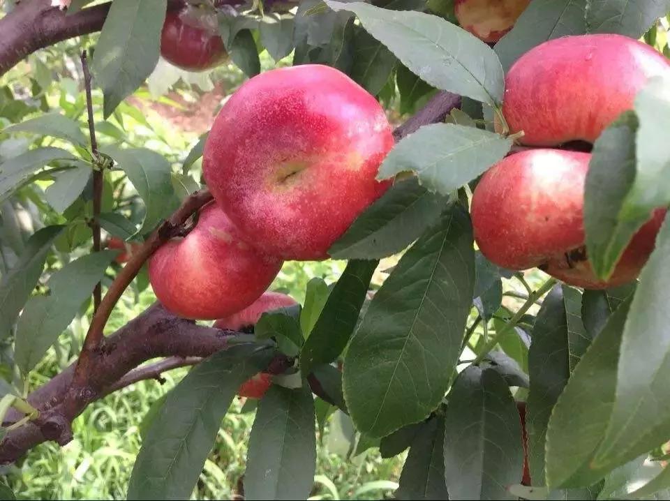 浙江采摘瓜果亲子游方案,金华采摘游最强攻略