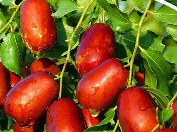 浙江采摘瓜果亲子游方案,金华采摘游最强攻略