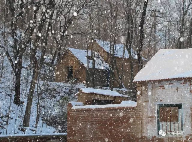 下雪了柿子红了,下雪了树枝上挂满了白雪