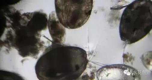 低温鱼病,如何做好夏秋季鱼病防治工作