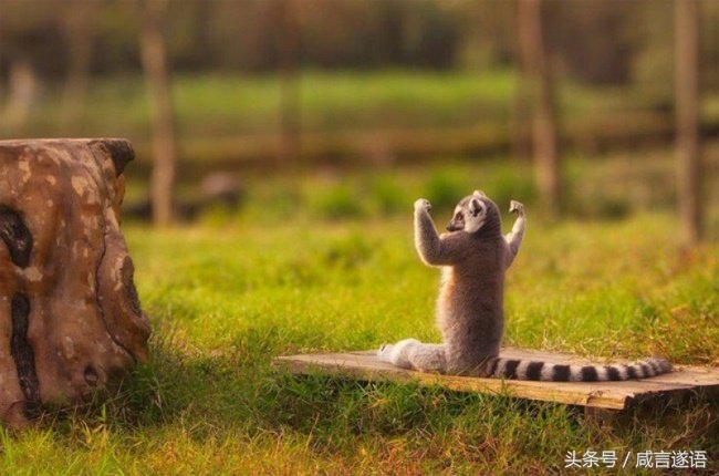 动物们都开始健身了好厉害的样子,这年头动物都开始健身了