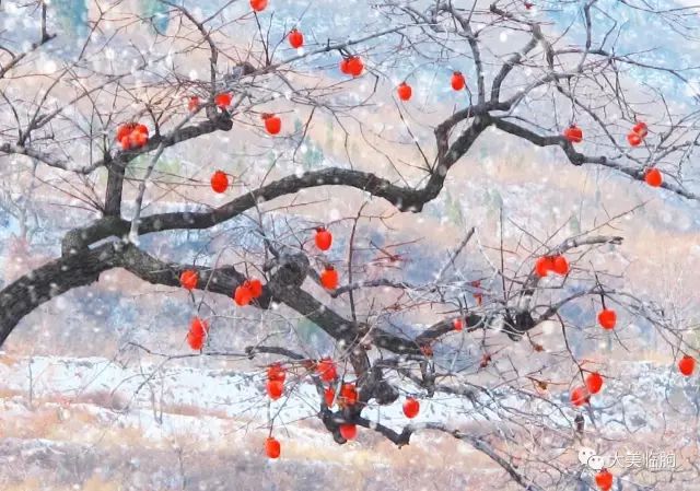 下雪了柿子红了,下雪了树枝上挂满了白雪