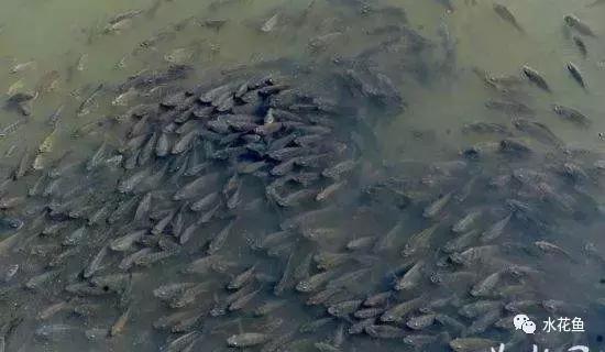 低温鱼病,如何做好夏秋季鱼病防治工作