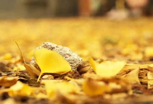 碧云天黄叶地文字图,碧云天黄叶地秋色连波全诗