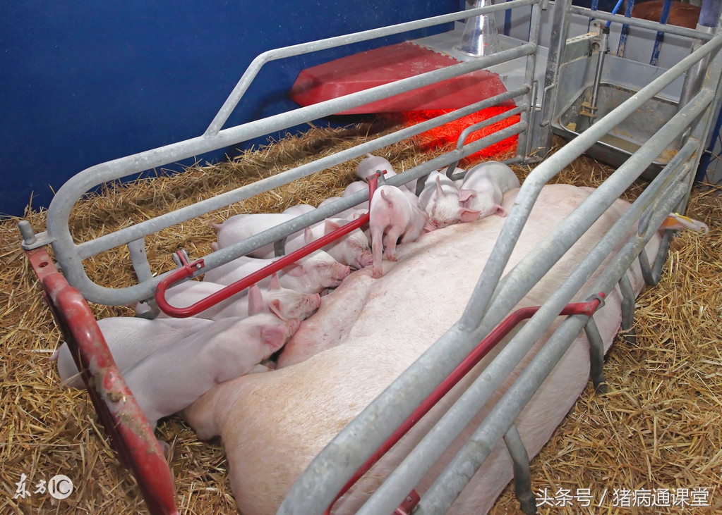 猪病通兽医师教你母猪产后分娩舍卫生及带猪消毒与免疫、治疗！