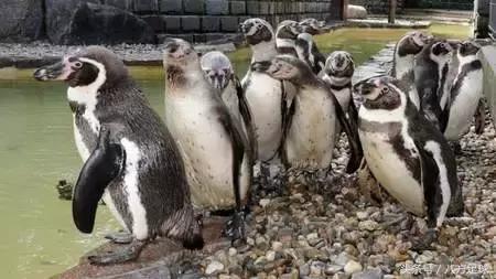 2017足坛年度喜感事件大盘点（上篇）