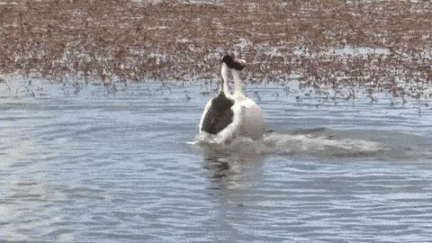 同性相斥异性相吸的动物,同性相吸异性相斥的生物原理