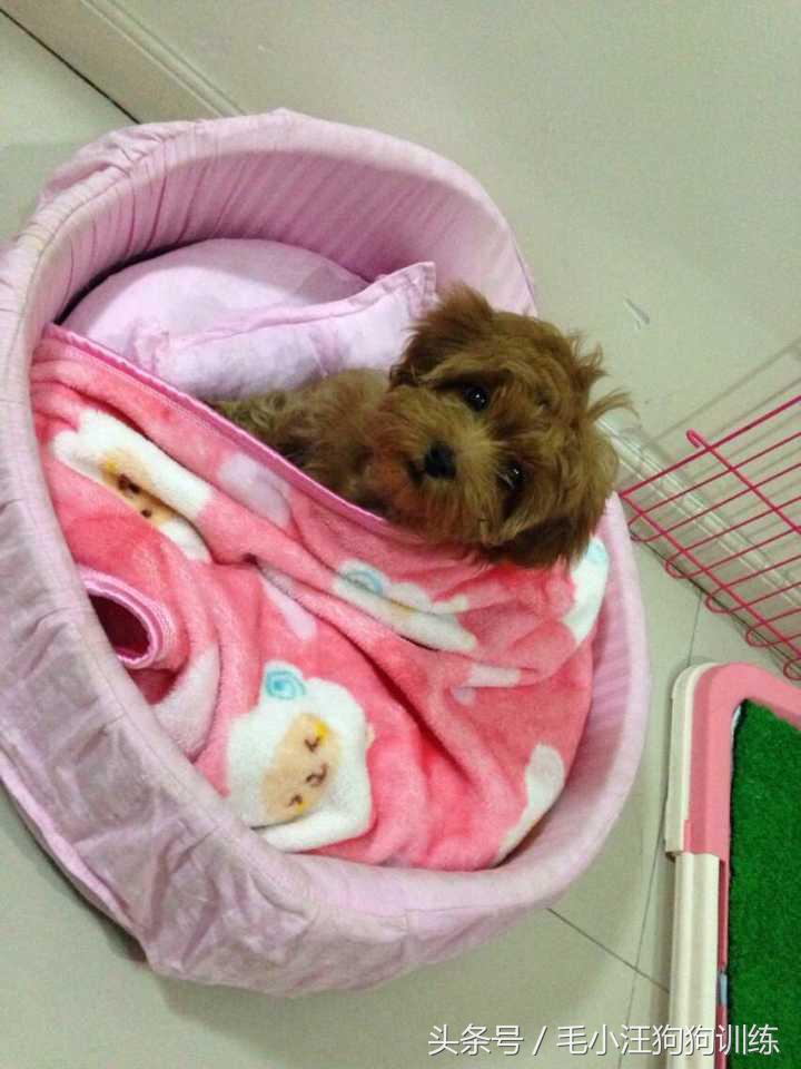 你家泰迪有没有浅色系的,当泰迪的毛被拉直