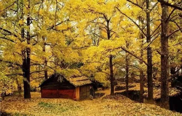 碧云天黄叶地文字图,碧云天黄叶地秋色连波全诗