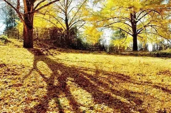 碧云天黄叶地文字图,碧云天黄叶地秋色连波全诗