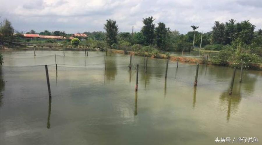 一个娇妻，一双儿女，一缸名贵龙鱼，这才是80后男人应该过的生活