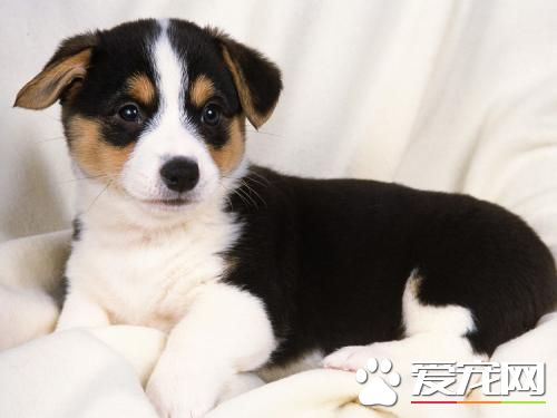 狗狗只呕吐不腹泻是胰腺炎吗,狗狗呕吐怎么治疗最佳方法