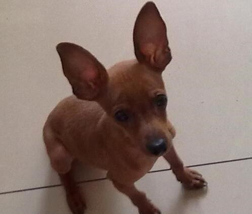 如何判定小鹿犬好坏,小鹿犬怎么挑选一只纯的