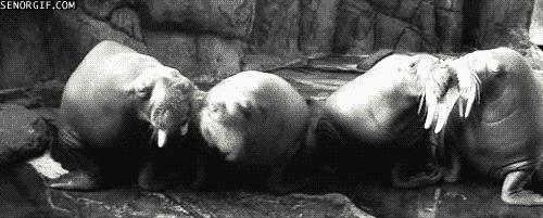 同性相斥异性相吸的动物,同性相吸异性相斥的生物原理