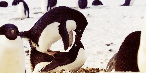 同性相斥异性相吸的动物,同性相吸异性相斥的生物原理