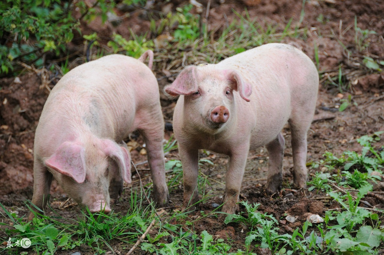 伪狂犬的最佳治疗方案，你学到了吗？