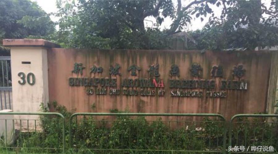 一个娇妻，一双儿女，一缸名贵龙鱼，这才是80后男人应该过的生活