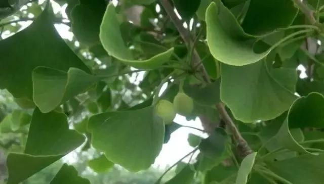 碧云天黄叶地文字图,碧云天黄叶地秋色连波全诗