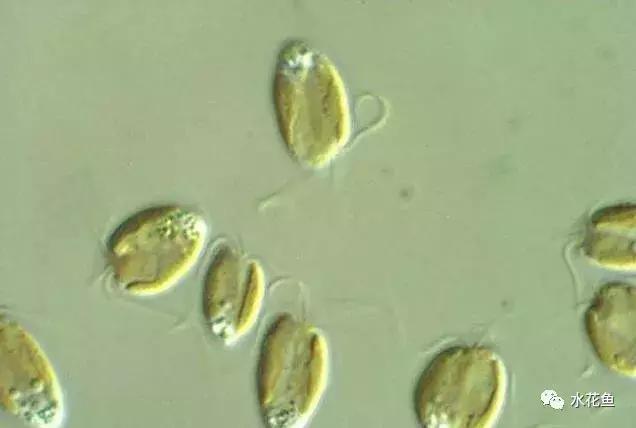 低温鱼病,如何做好夏秋季鱼病防治工作