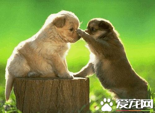 狗狗只呕吐不腹泻是胰腺炎吗,狗狗呕吐怎么治疗最佳方法