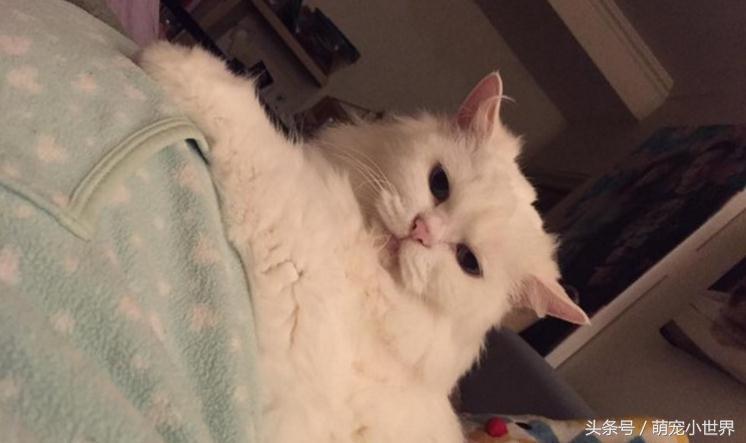 孕妇怀孕五个月被猫咪踩肚子,孕妇宝宝在踢妈妈的肚皮哭了