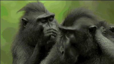 同性相斥异性相吸的动物,同性相吸异性相斥的生物原理