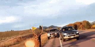 同性相斥异性相吸的动物,同性相吸异性相斥的生物原理