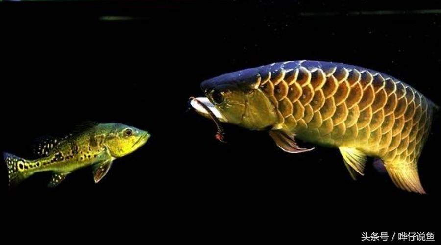 一个娇妻，一双儿女，一缸名贵龙鱼，这才是80后男人应该过的生活