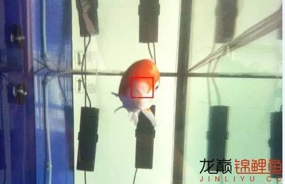 新入缸的锦鲤轻度烂嘴怎么治最快,锦鲤烂嘴烂鳍能自愈吗