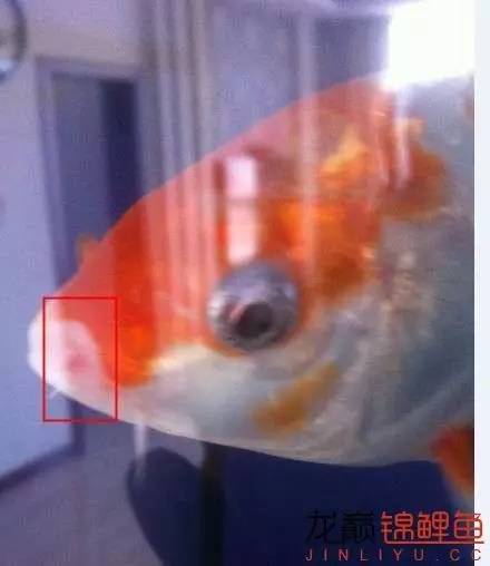 新入缸的锦鲤轻度烂嘴怎么治最快,锦鲤烂嘴烂鳍能自愈吗