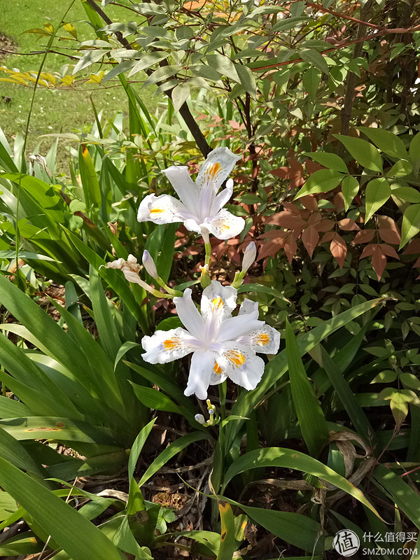 2018年oppor9厉害吗,oppor9详细测评