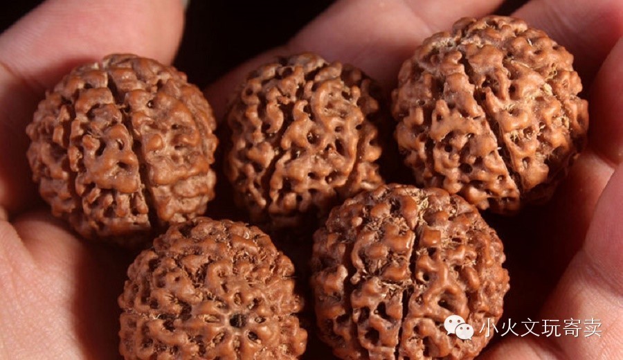 金刚与落地红,落地红对比金刚菩提