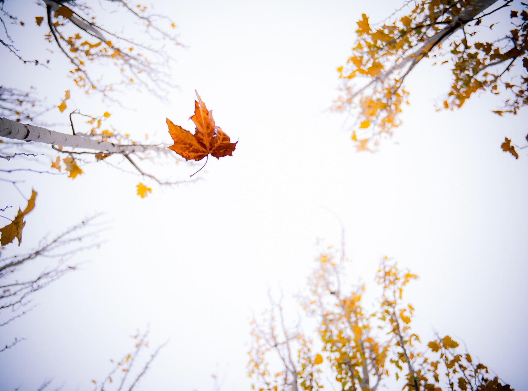 秀银川史上最牛的个人简历，看完感觉特有面子！