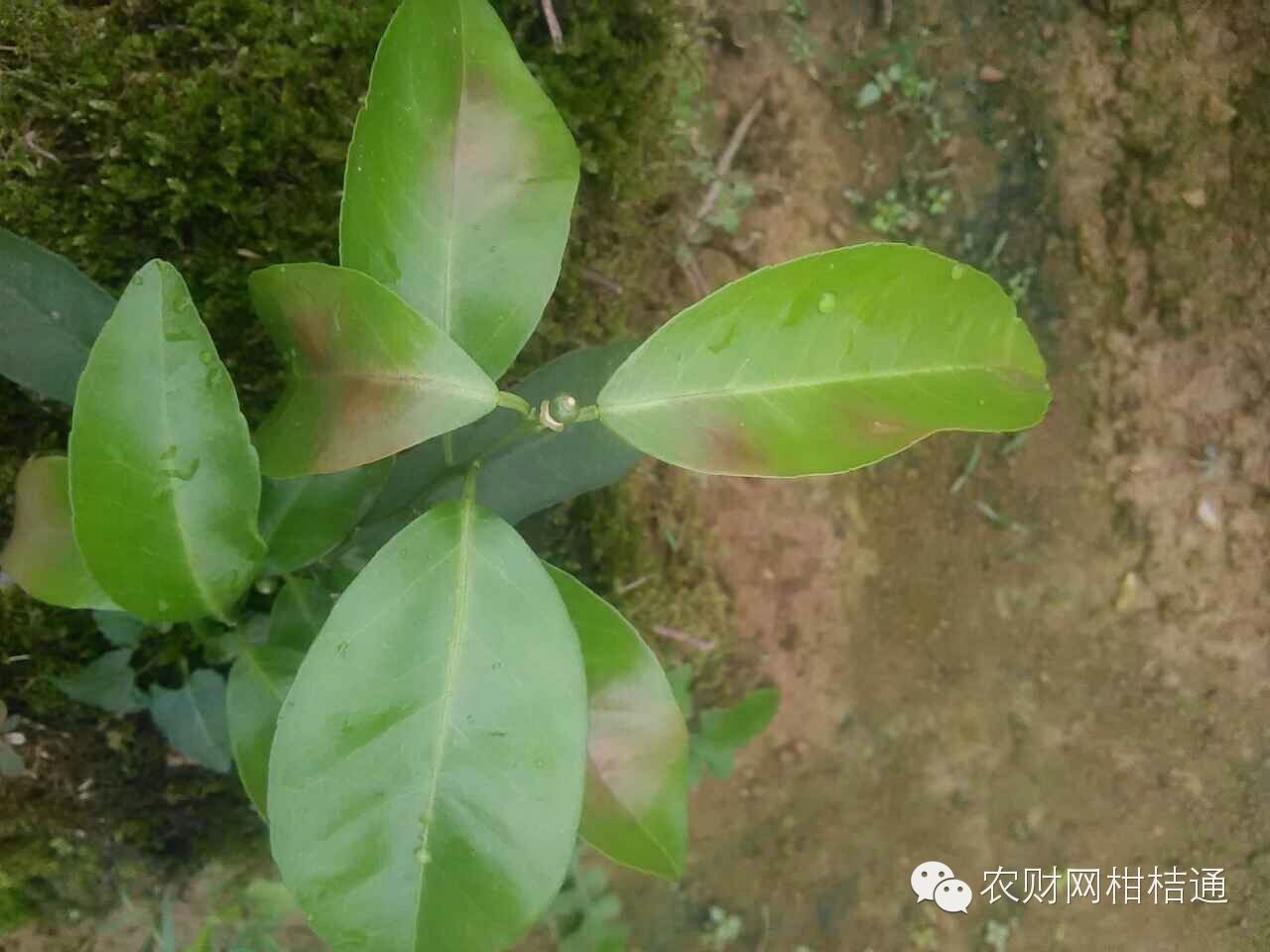 柑橘夏梢出现黄叶是什么原因,柑橘黄叶防治