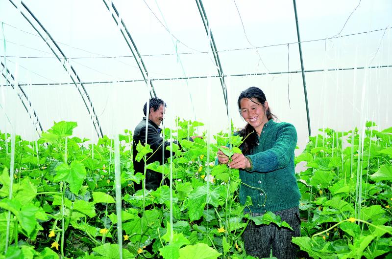 金融活水润泽金乡大地,引金融活水浇灌乡村沃土