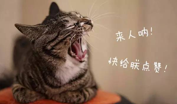 猫咪一直吃湿粮可以吗,猫粮干粮和湿粮能一起吃吗