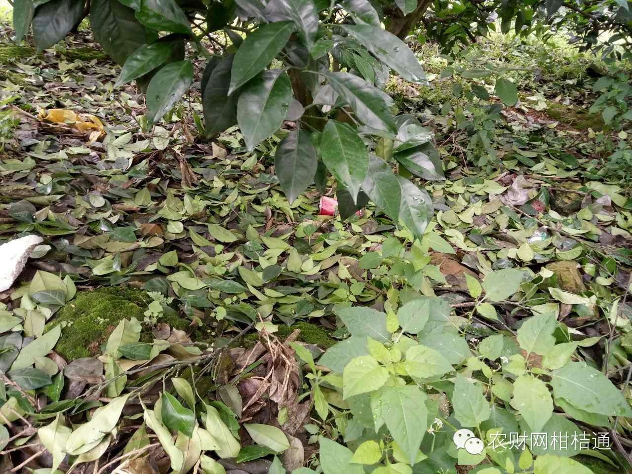 柑橘夏梢出现黄叶是什么原因,柑橘黄叶防治