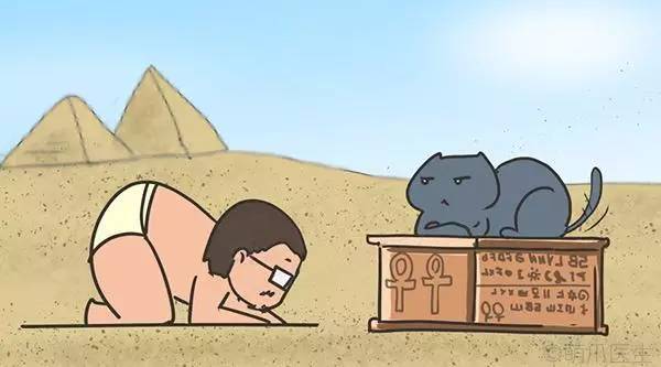 猫咪一直吃湿粮可以吗,猫粮干粮和湿粮能一起吃吗