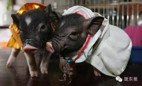 一周趣事片段,一周的趣事