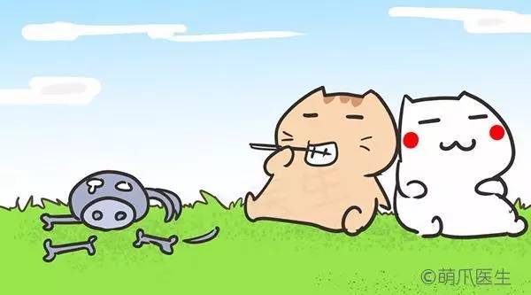 猫咪一直吃湿粮可以吗,猫粮干粮和湿粮能一起吃吗