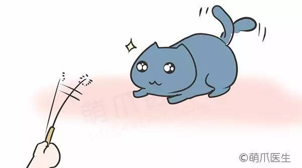 猫咪一直吃湿粮可以吗,猫粮干粮和湿粮能一起吃吗