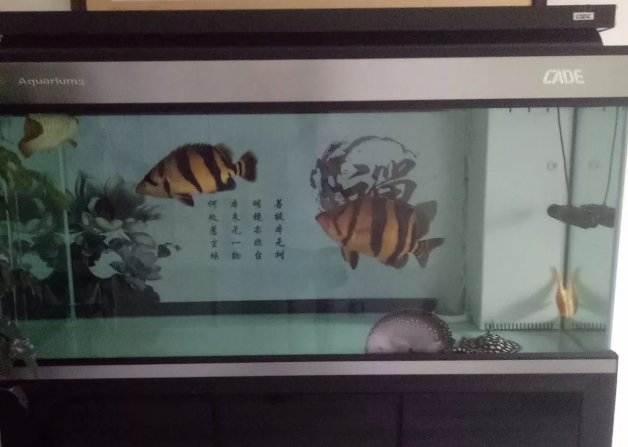 虎鱼的养殖视频讲座,虎鱼鱼苗喂养知识