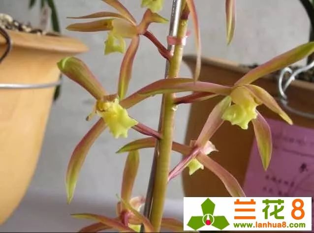 怎样才能成为一个合格的养基人,养兰人的最高境界