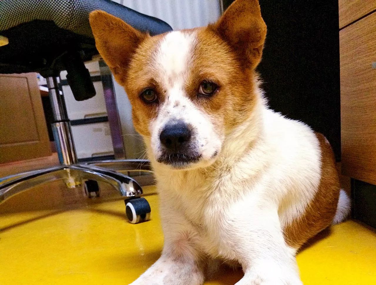 给狗狗一个温暖的家视频,给狗狗们一个干净舒适温馨的家