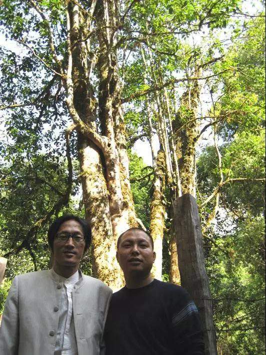 企业外脑实战普洱茶：茶树王，普洱茶的超级符号